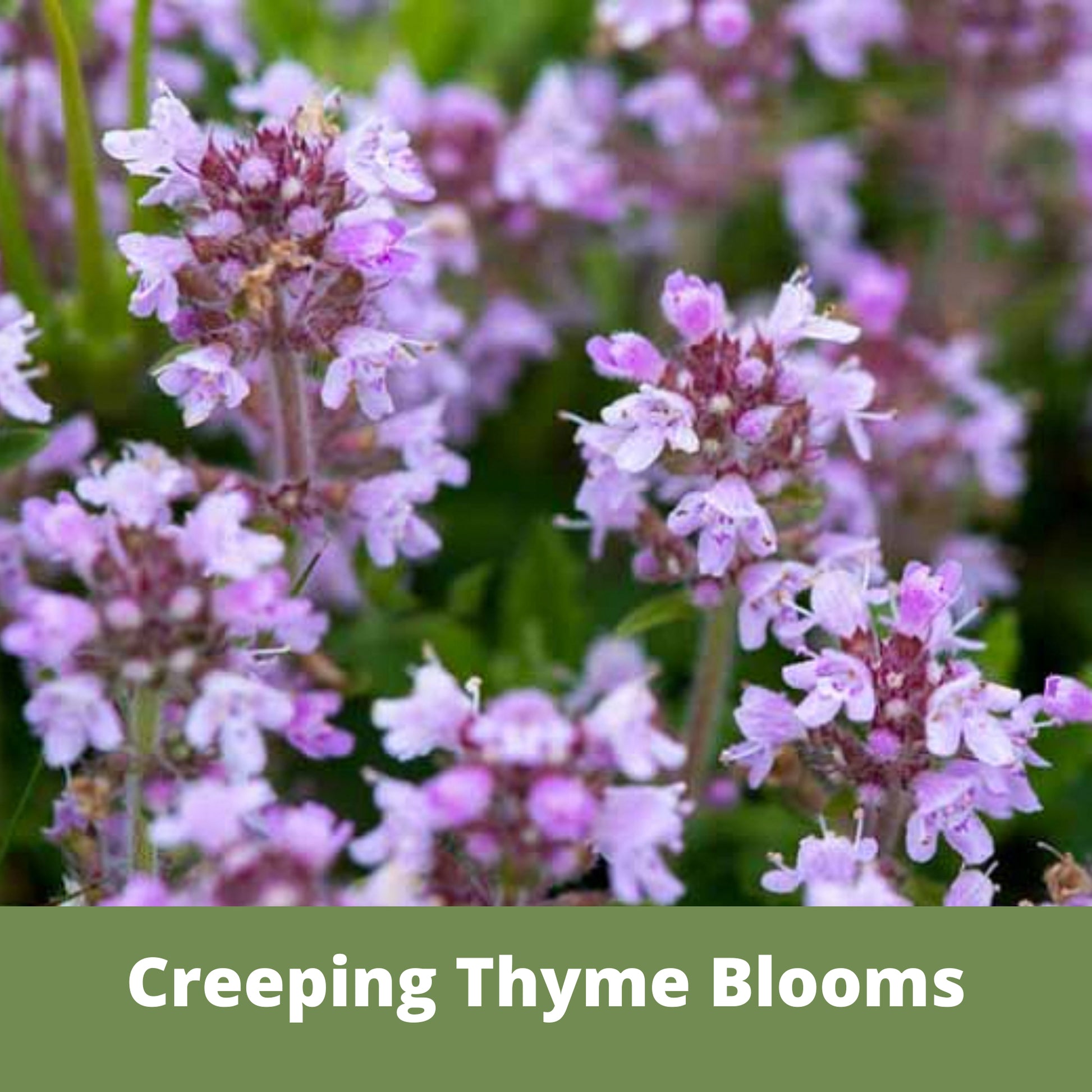 Creeping Thyme, Thymus Serpyllum, Flower Blooms, Flowering Lawn, Alternative Ground Cover, Eco-Friendly Pollinator Lawn