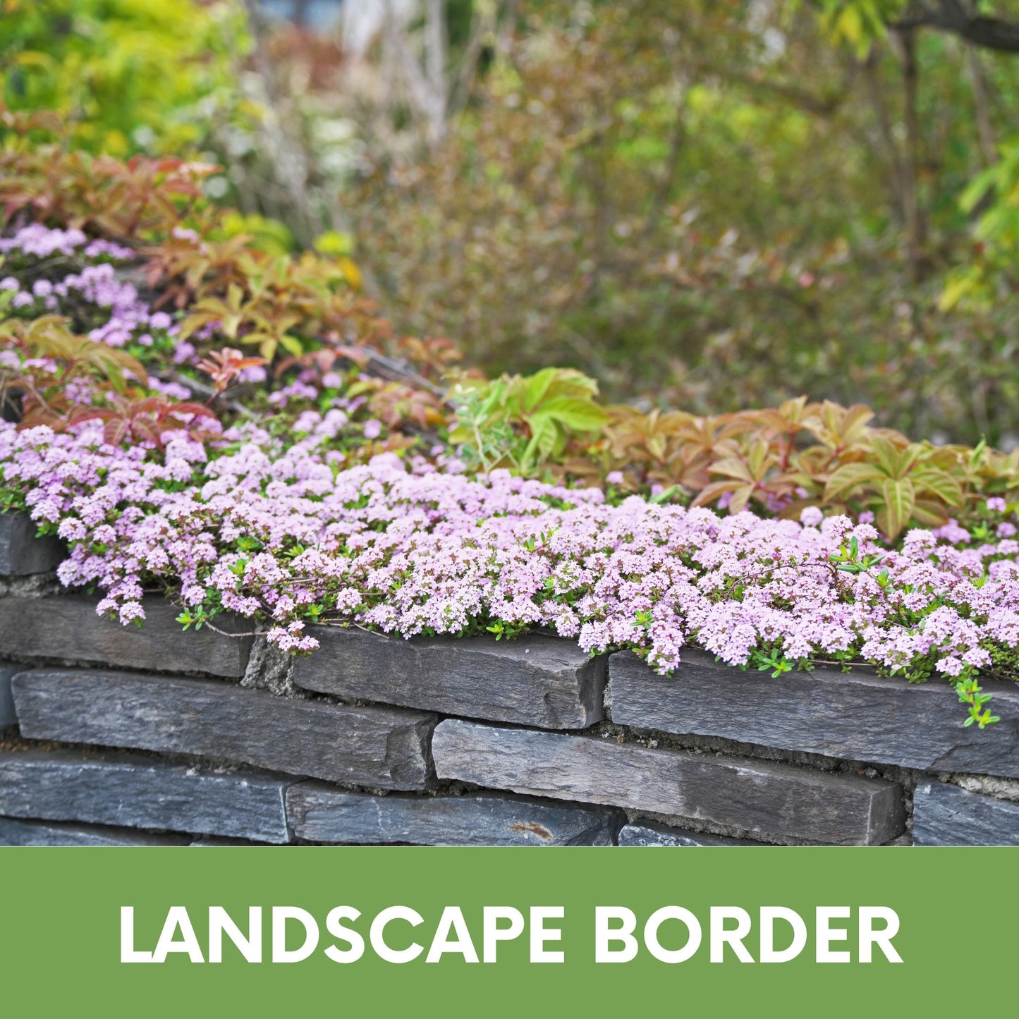 Creeping Thyme Seed Pouch