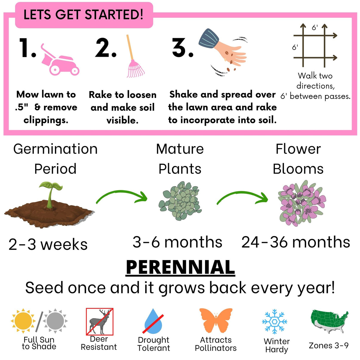 Flawn Seed Creeping Thyme Flowering Lawn Seed Kid, Pet, Pollinator