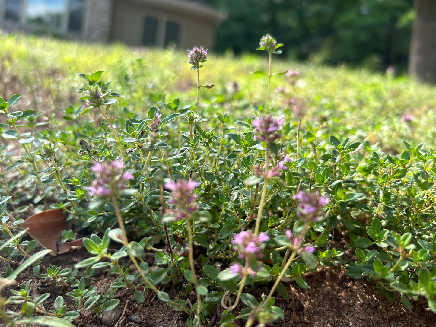 Creeping Thyme Egg Carton Seed Starting Kit