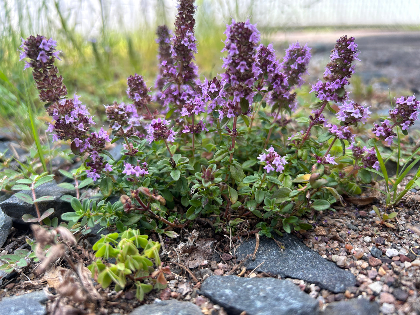 Creeping Thyme Egg Carton Seed Starting Kit