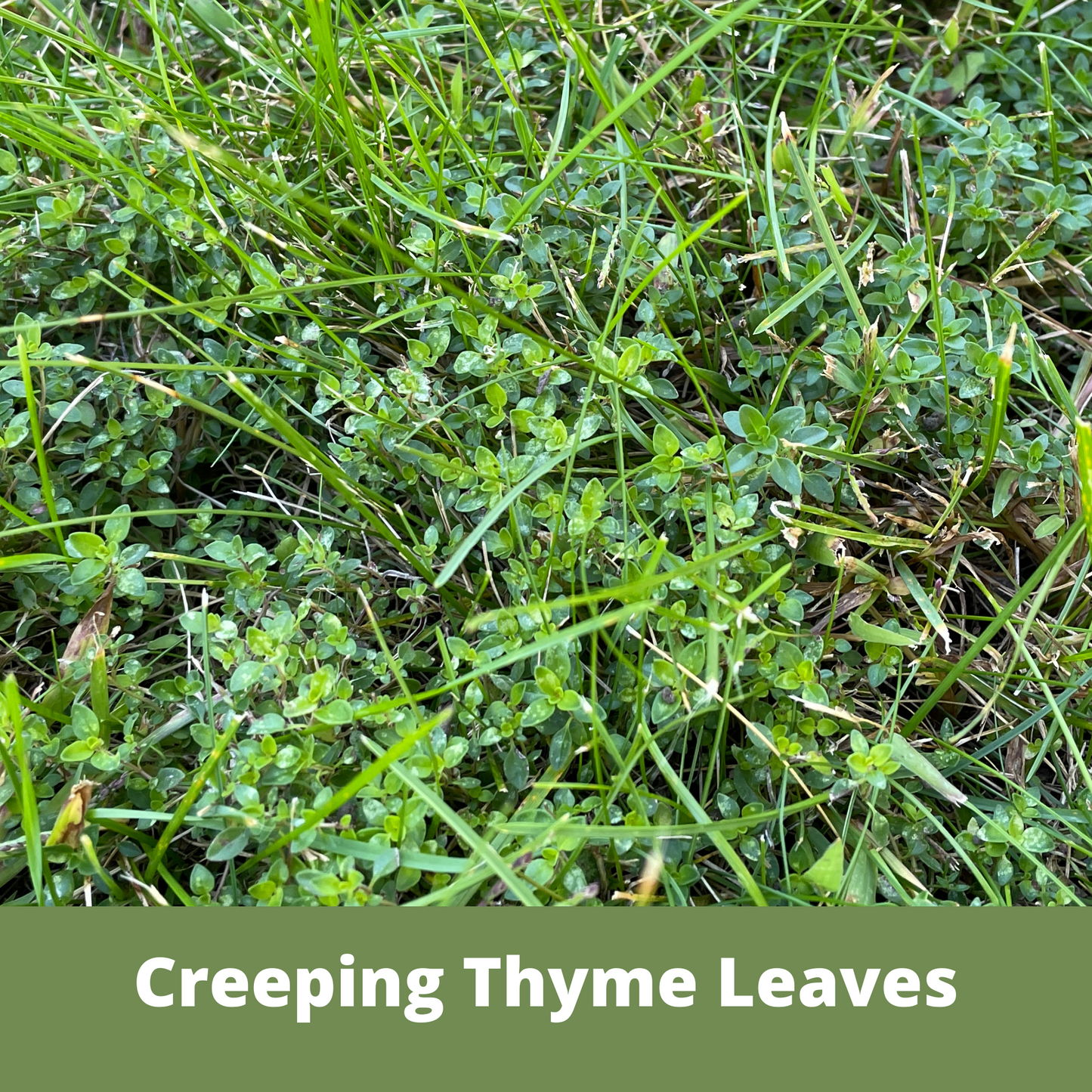 Creeping Thyme Seed Eggs