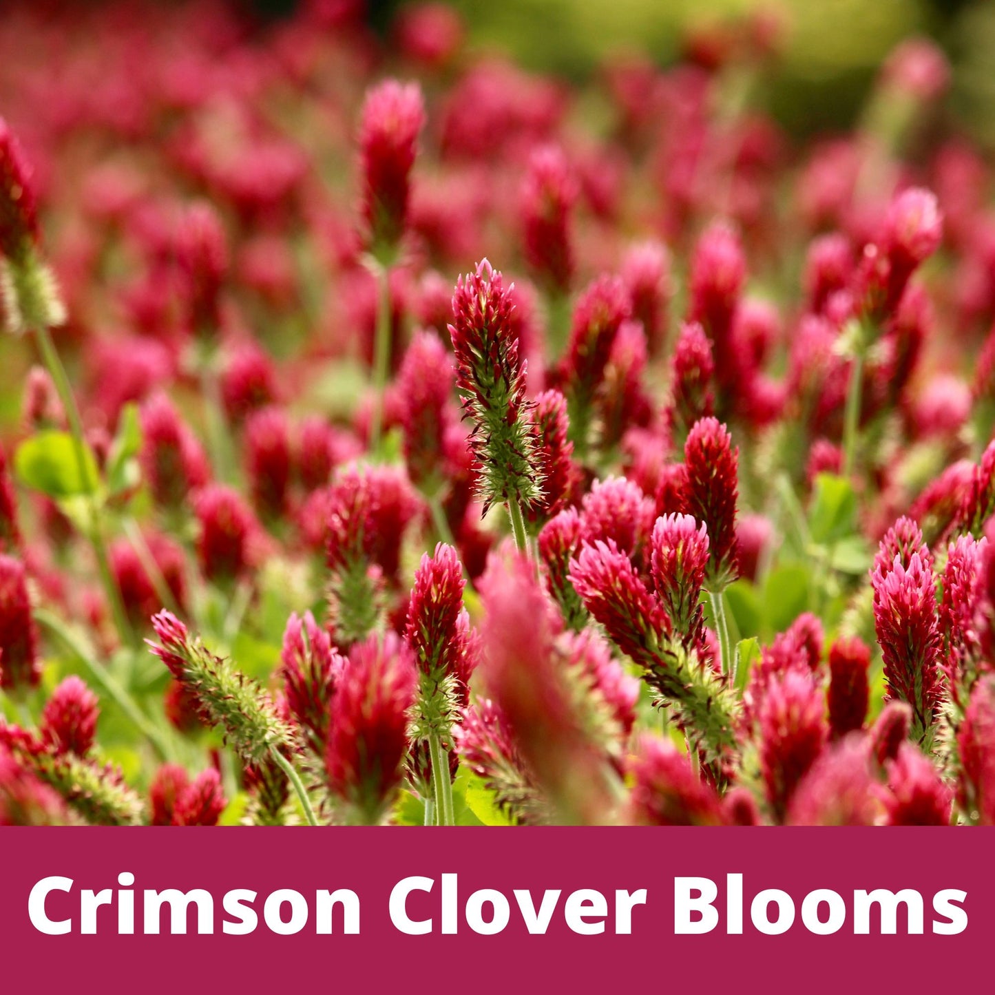 Crimson Clover + Mow Less Grass Seed