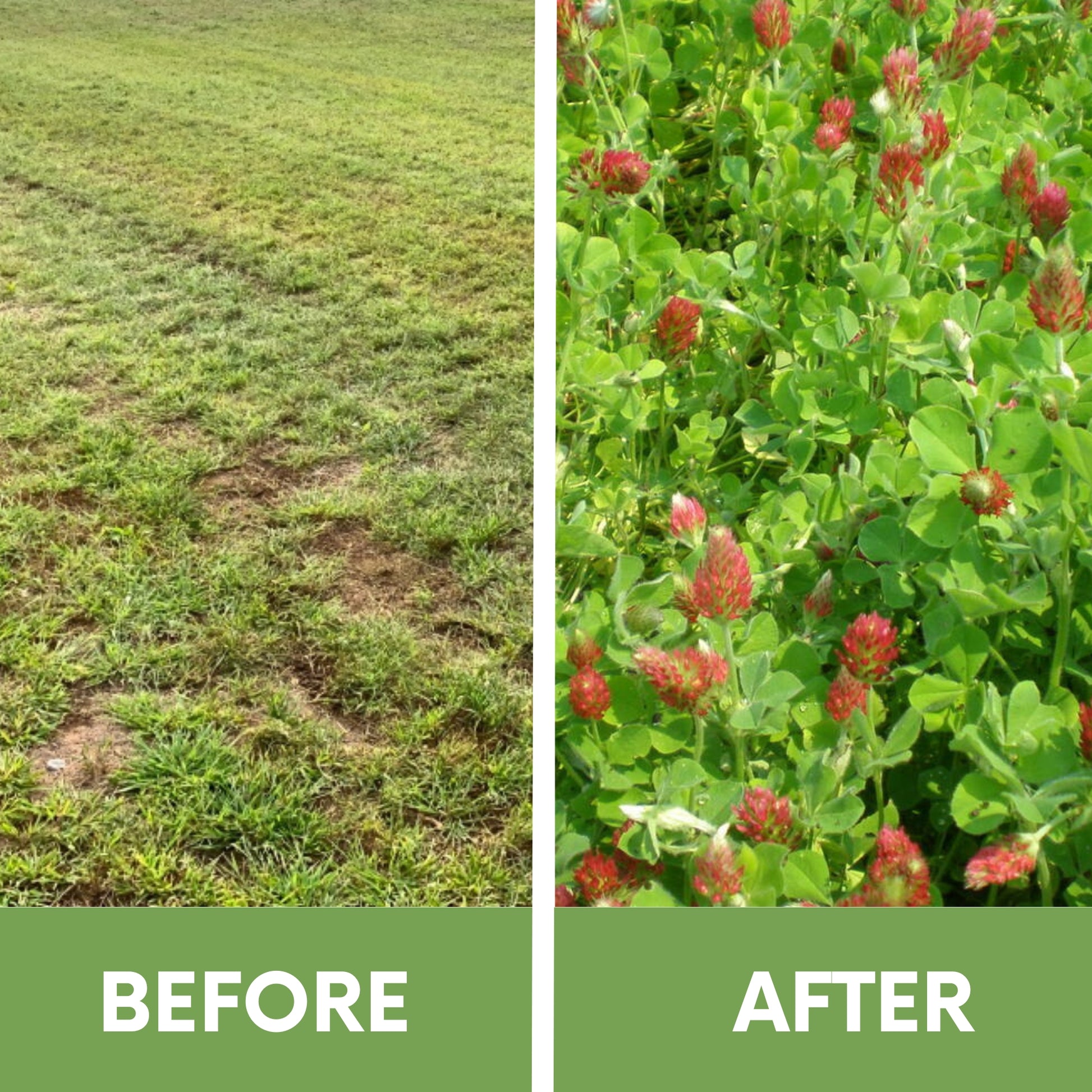 red clover seed planting Crimson Clover Eco-Friendly Seeding Kit – Flawn Seed Kits