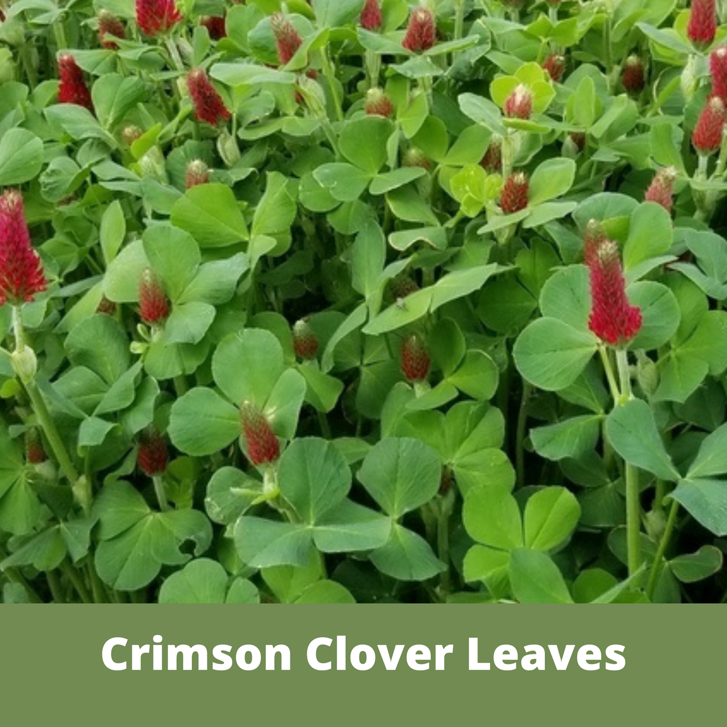 Crimson Clover + Mow Less Grass Seed Pouch