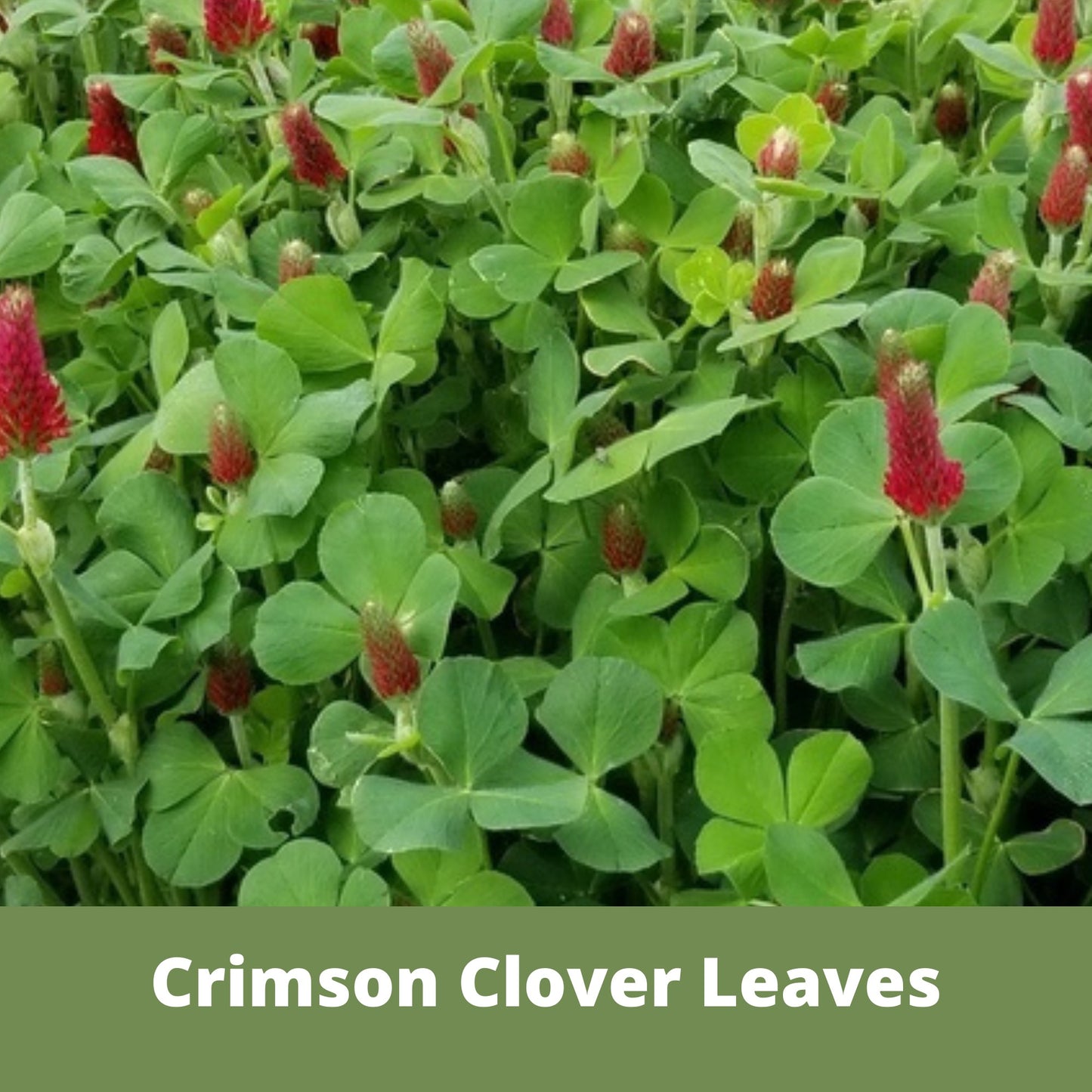 Crimson Clover Eco-Friendly Seeding Kit