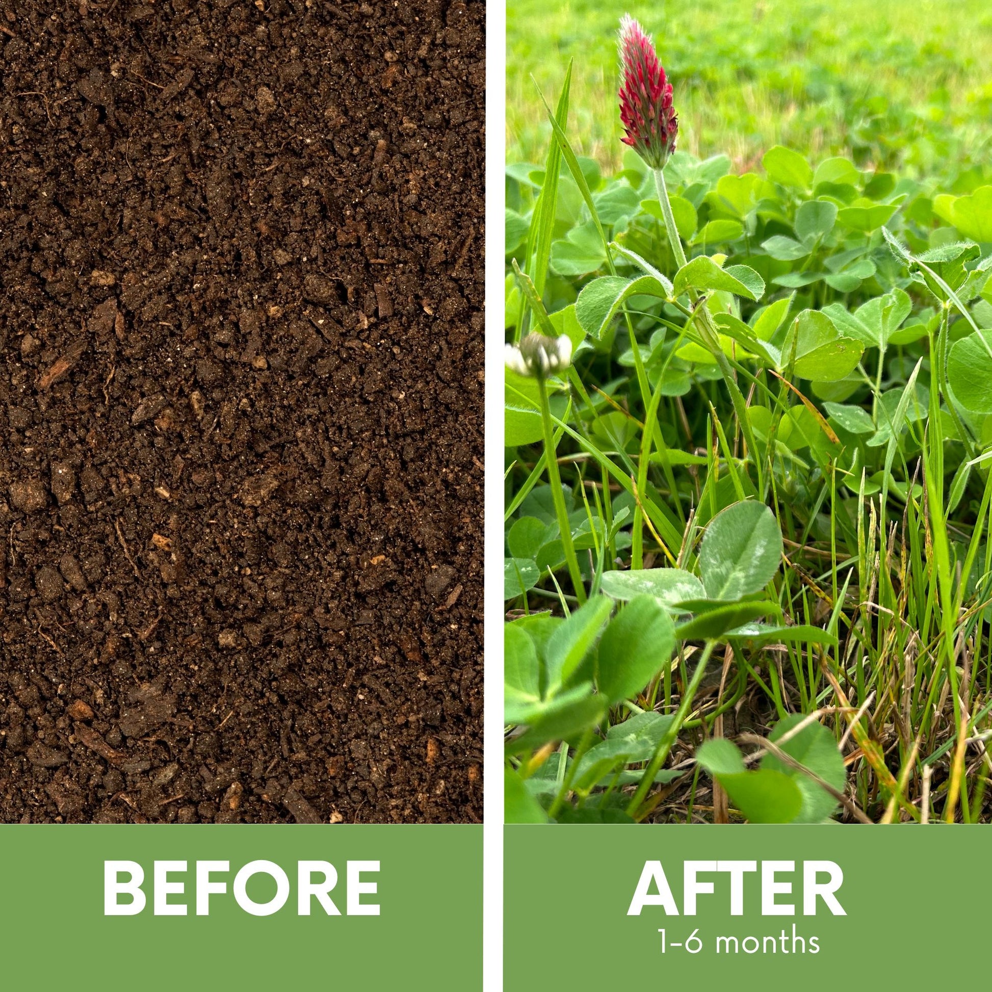 planting grass seed in red clay Flawn Seed Crimson Clover + Low Mow Grass Seed Kit - Kid, Pet, Pollinator & Eco-Friendly Grass Alternative