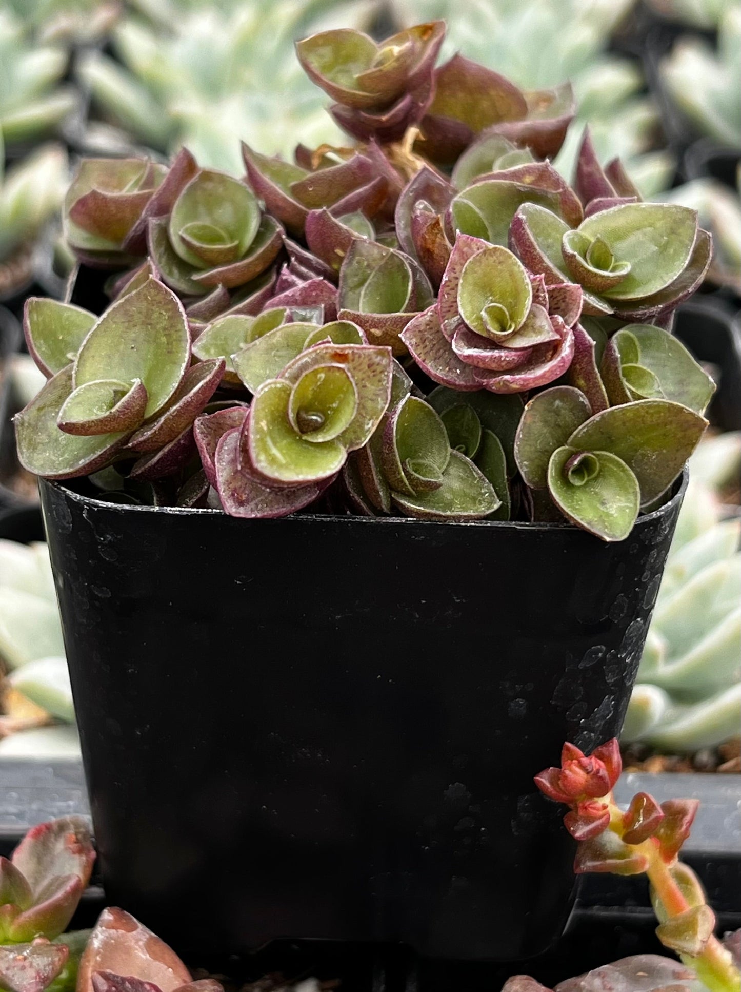 Callisia Repens Turtle Vine