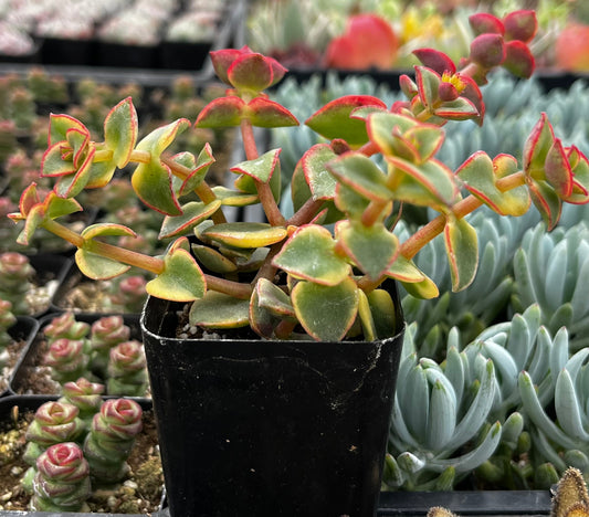 Variegated Crassula Calico Kitten