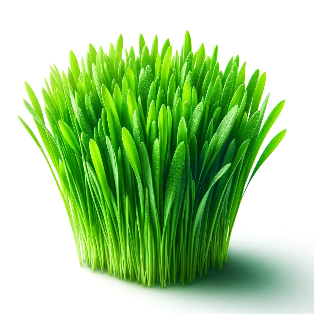 Wheatgrass