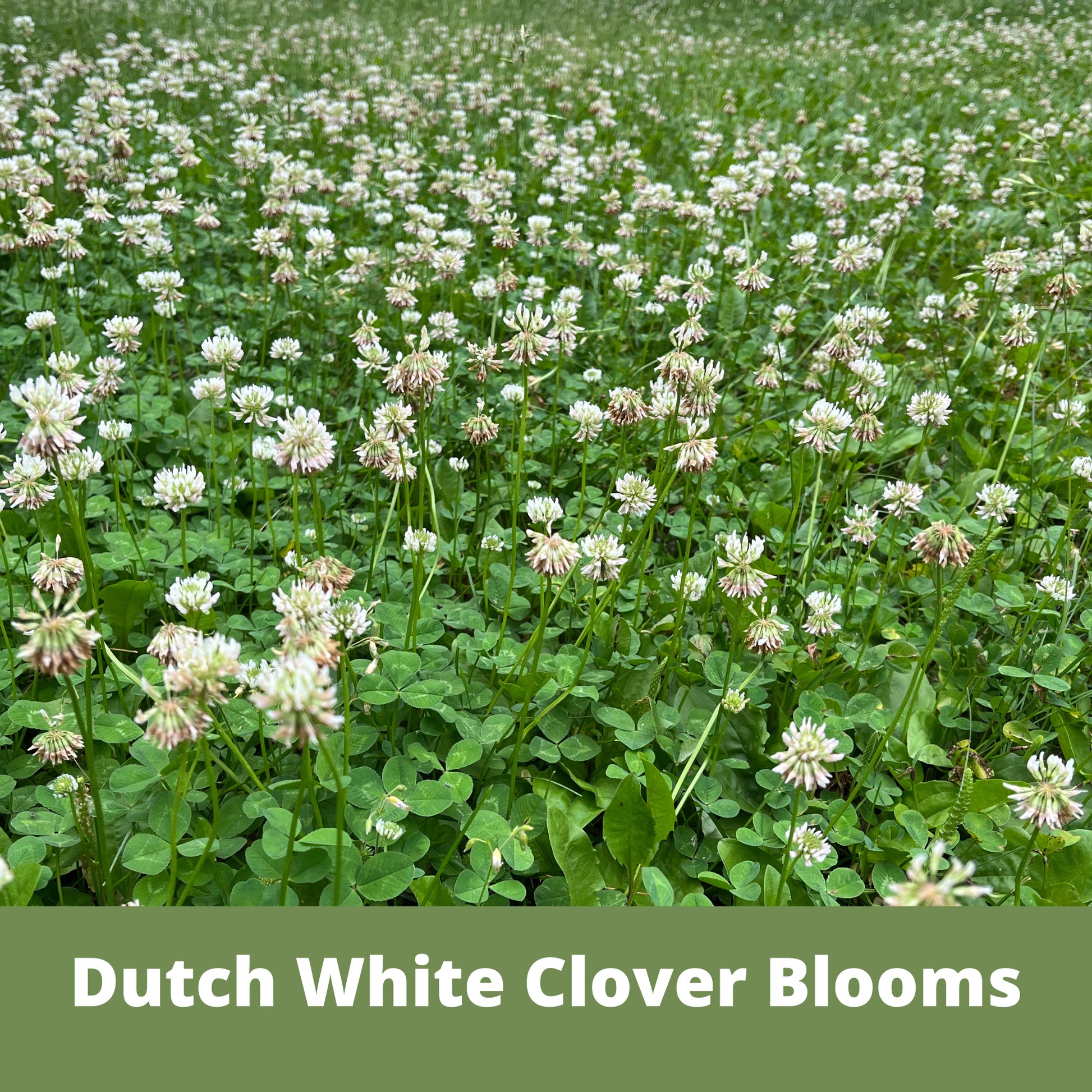 Dutch White Clover Flower Blooms, Flowering Lawn, Alternative Ground Cover, Eco-Friendly Pollinator Lawn