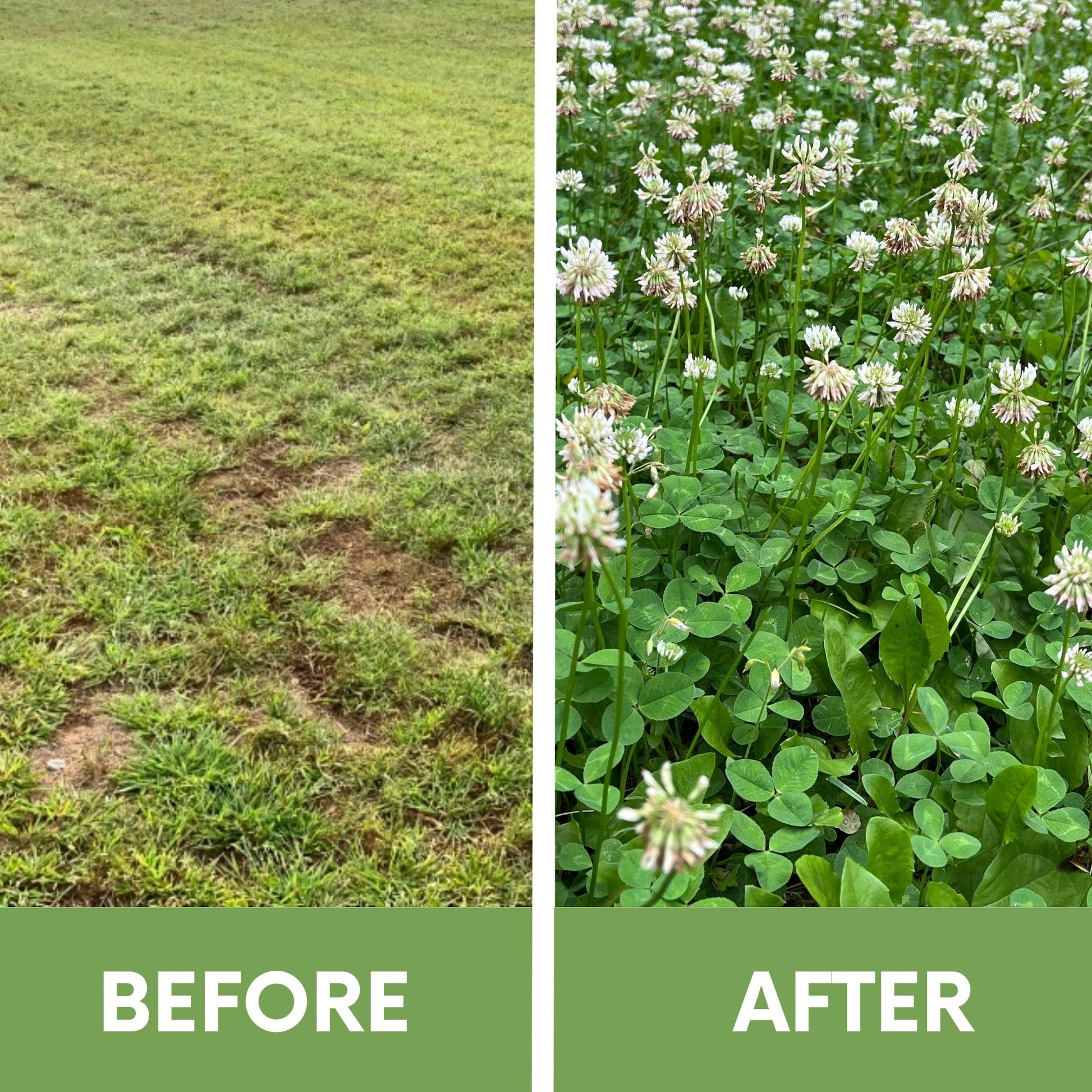 planting white clover seed Dutch White Clover Easy Spread Shaker 7500 sq ft (3 Pack)