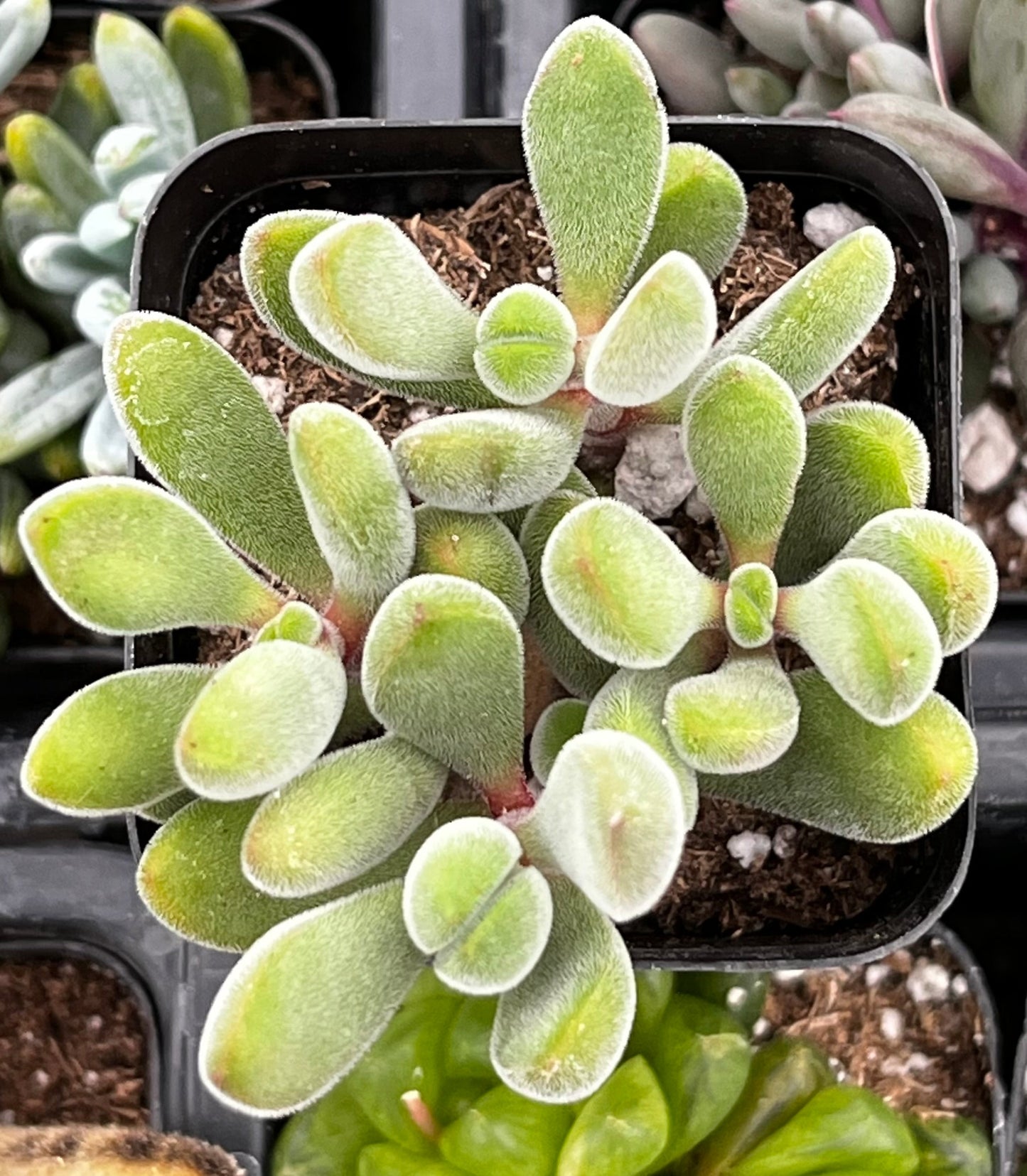 Crassula Congesta Green Beans