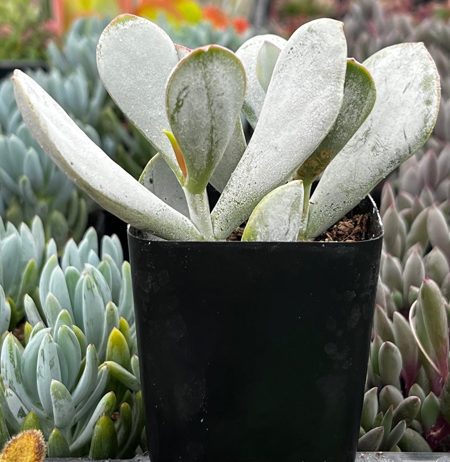 Cotyledon Orbiculata