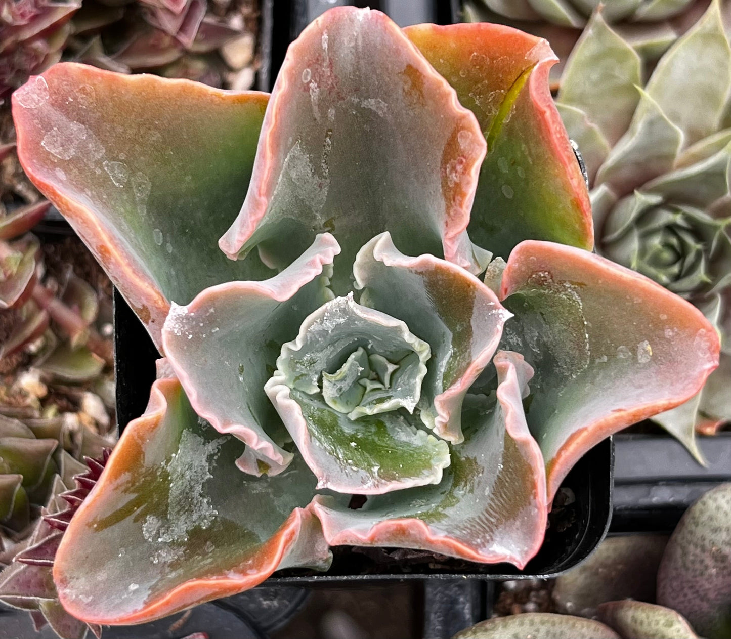 Echeveria Domingo