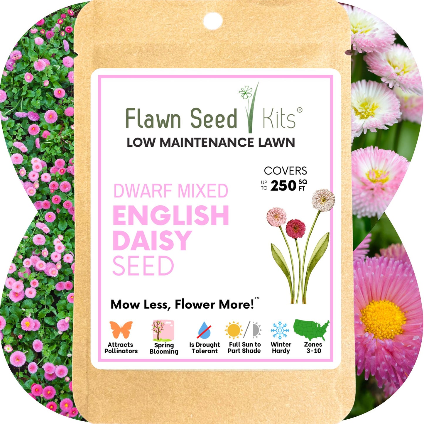 low maintenance flower seeds Flawn Seed Mixed Daisy Flowering Lawn Seed - Kid, Pet, Pollinator & Eco-Friendly Grass Alternative