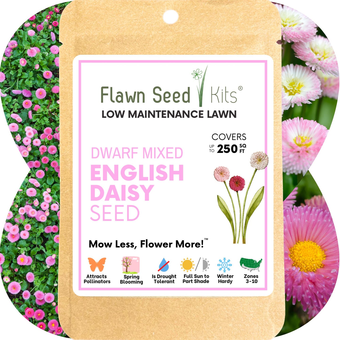 English Daisy 'Mixed' Seed Pouch