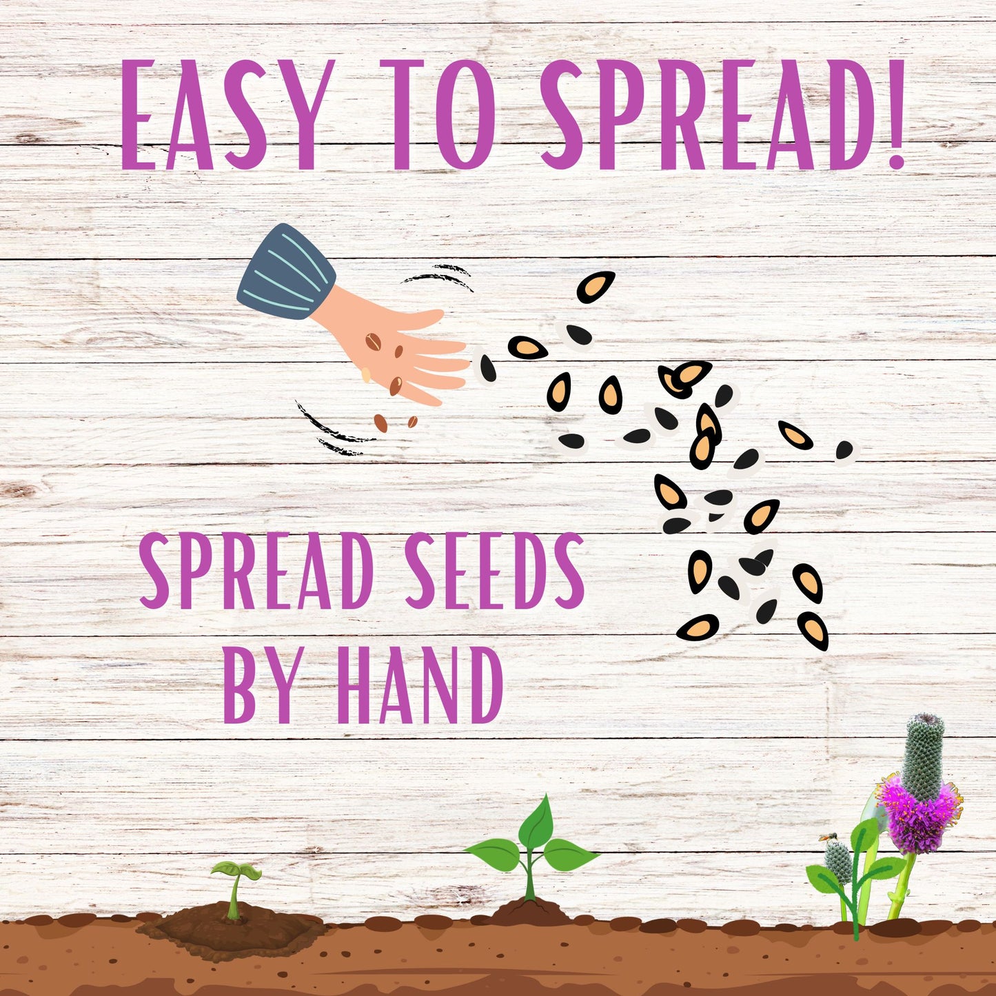 Purple Prairie Clover Seed