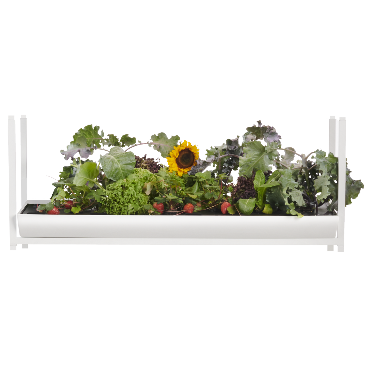 The Rise Extension 3