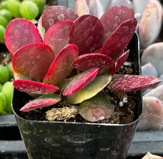Crassula Red Jade