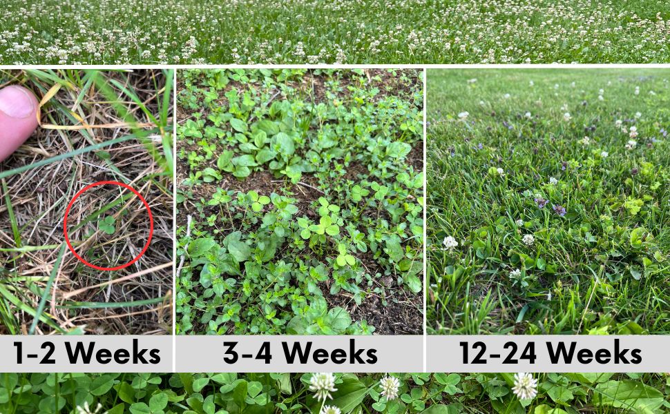 Thick Bee Lawn Seed Kit Eco-Spread Carton