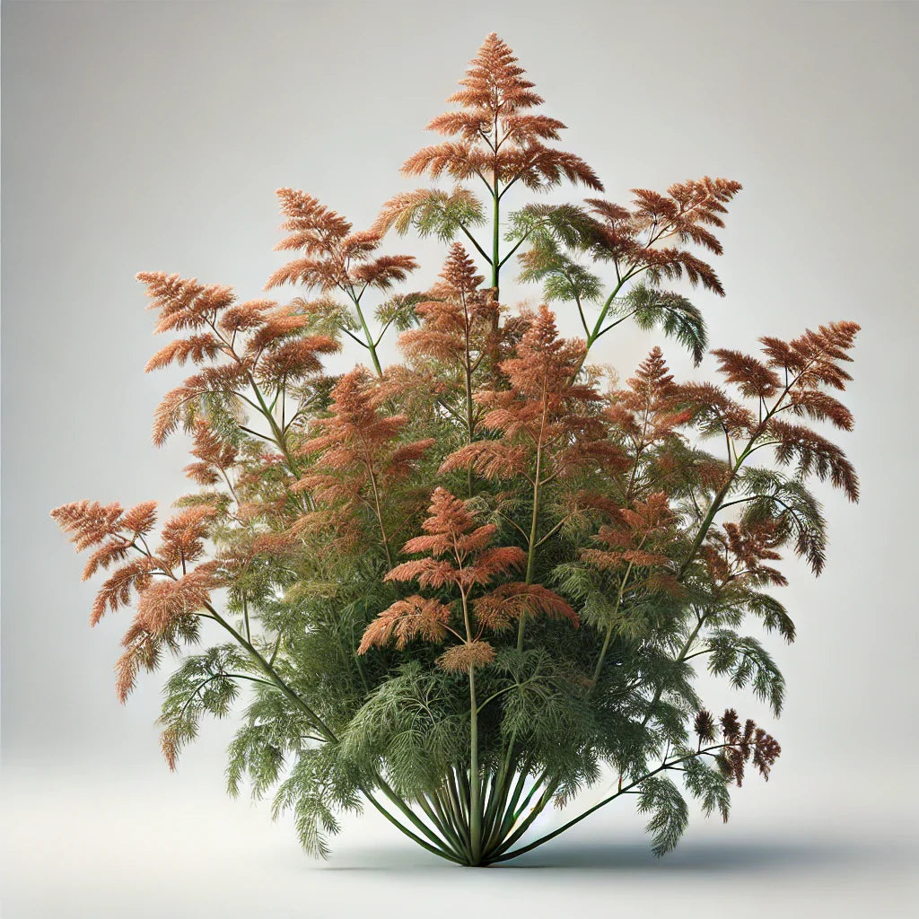 Fennel (Bronze) (4x)