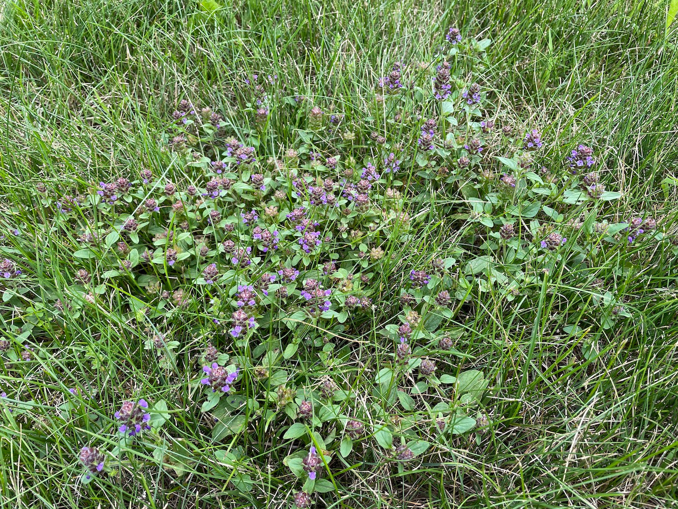 Self-Heal in Fine Fescue Lawn