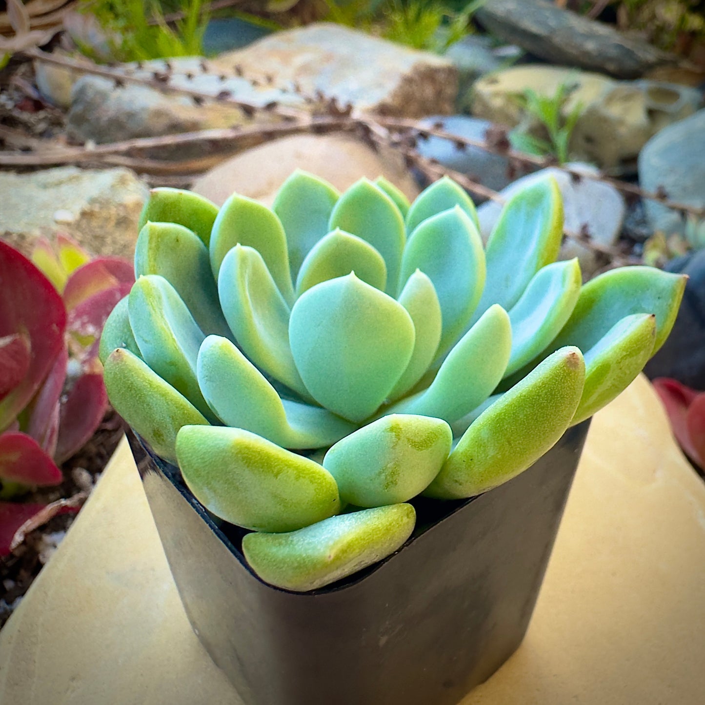 Graptoveria Fanfare