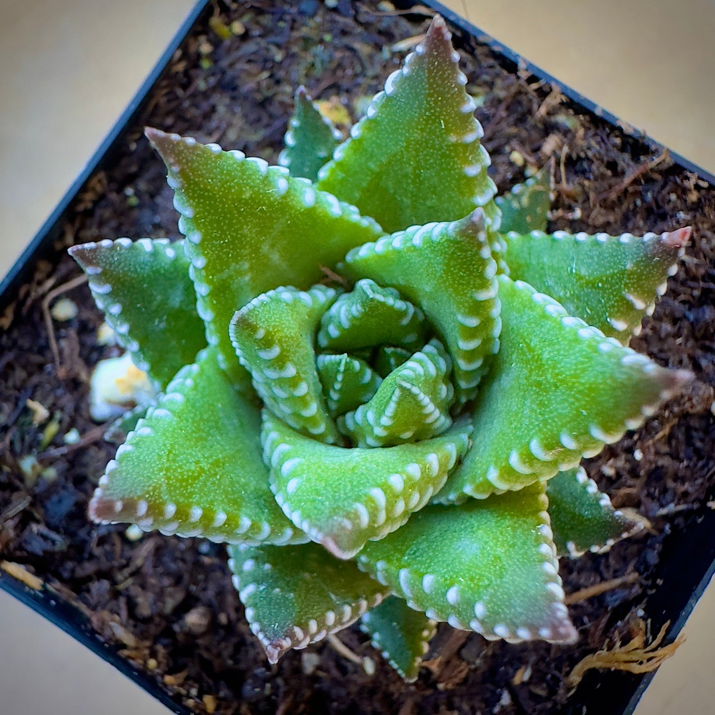 Haworthia Kingiana