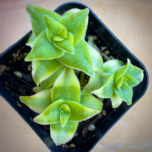 Variegated String of Buttons