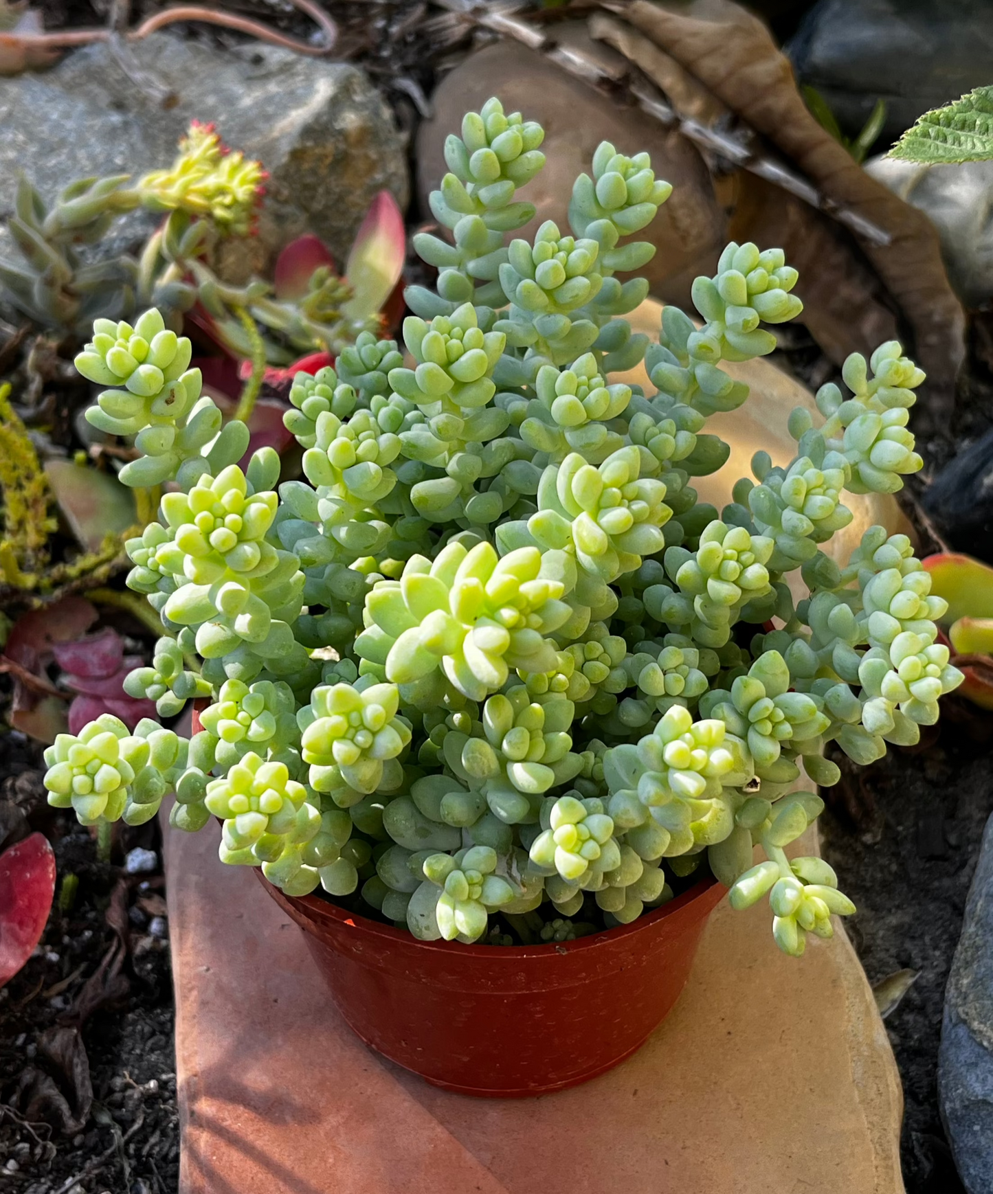 Sedum Donkey's Tail