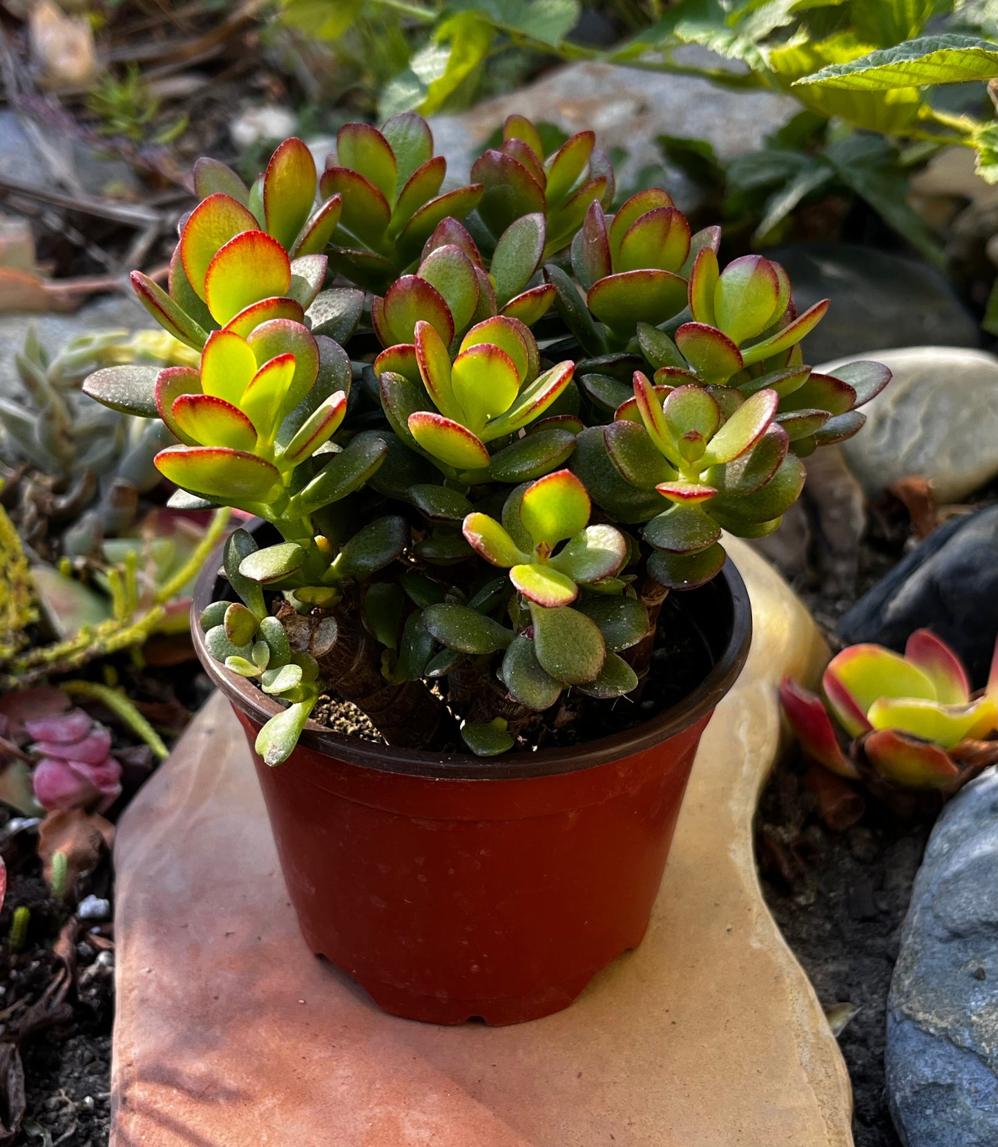 Wholesale Jade Plants