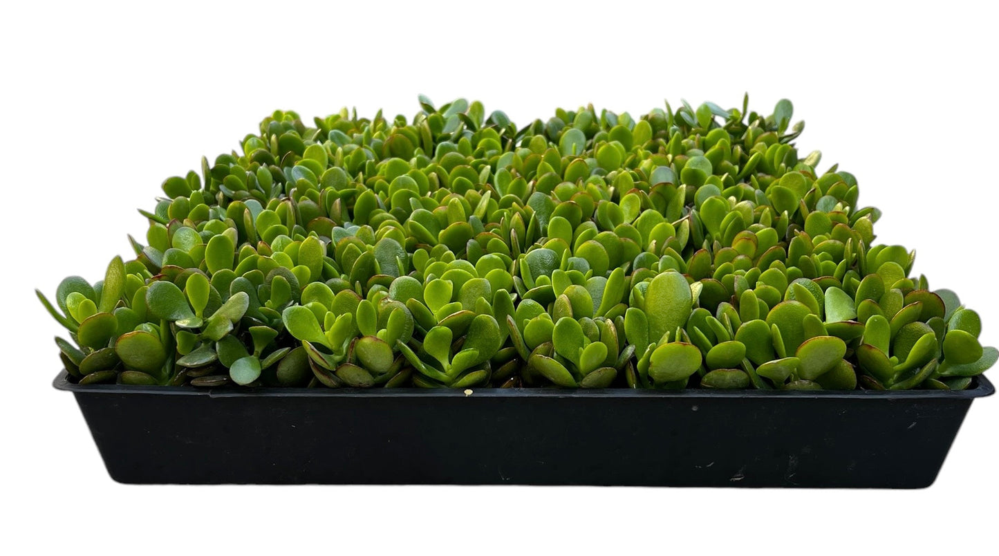 Wholesale Jade Plants