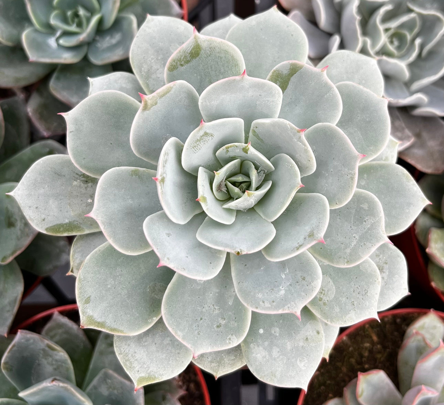 Echeveria Derenbergii (Painted Lady)