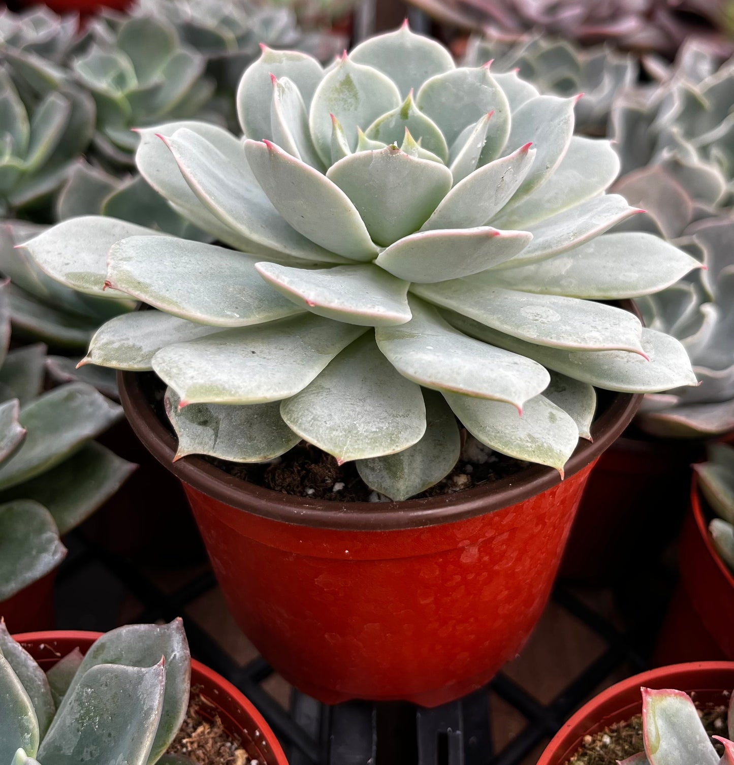 Echeveria Derenbergii (Painted Lady)
