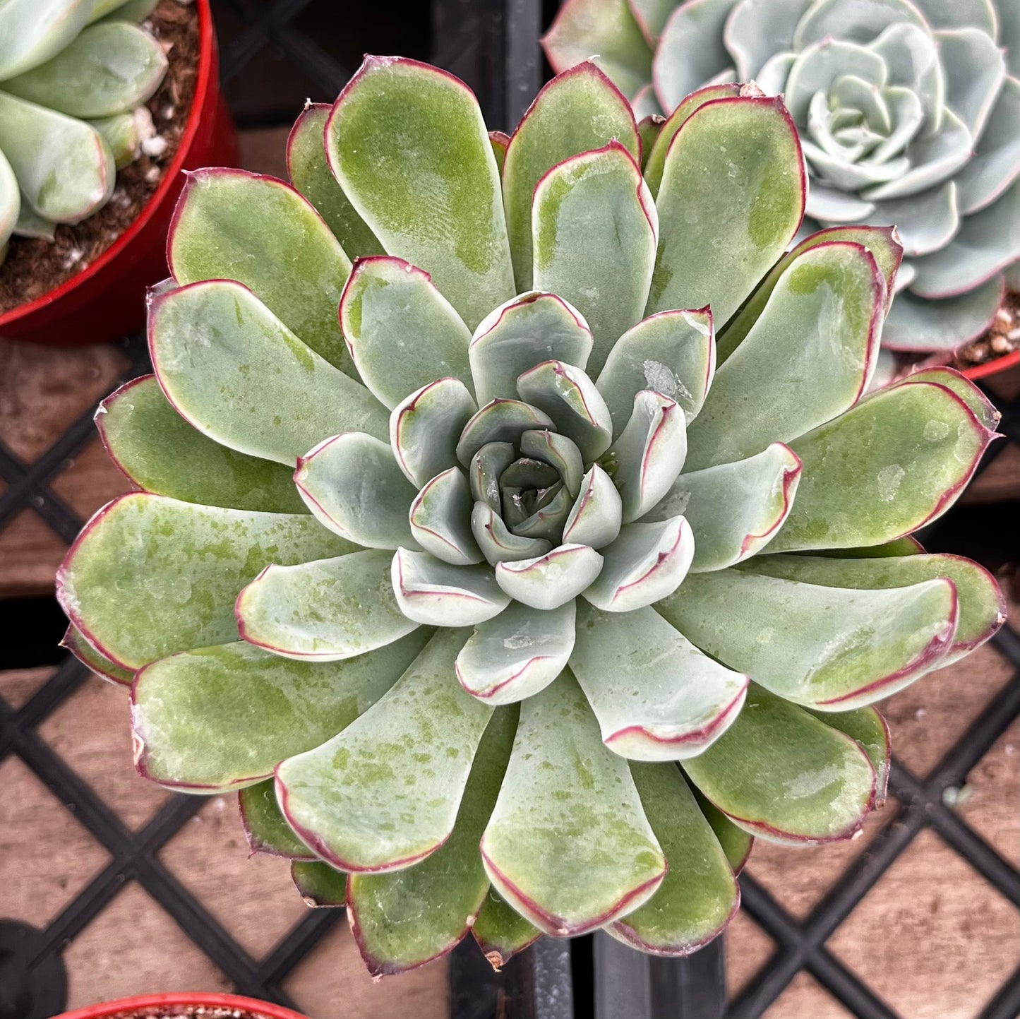 Echeveria Pulido
