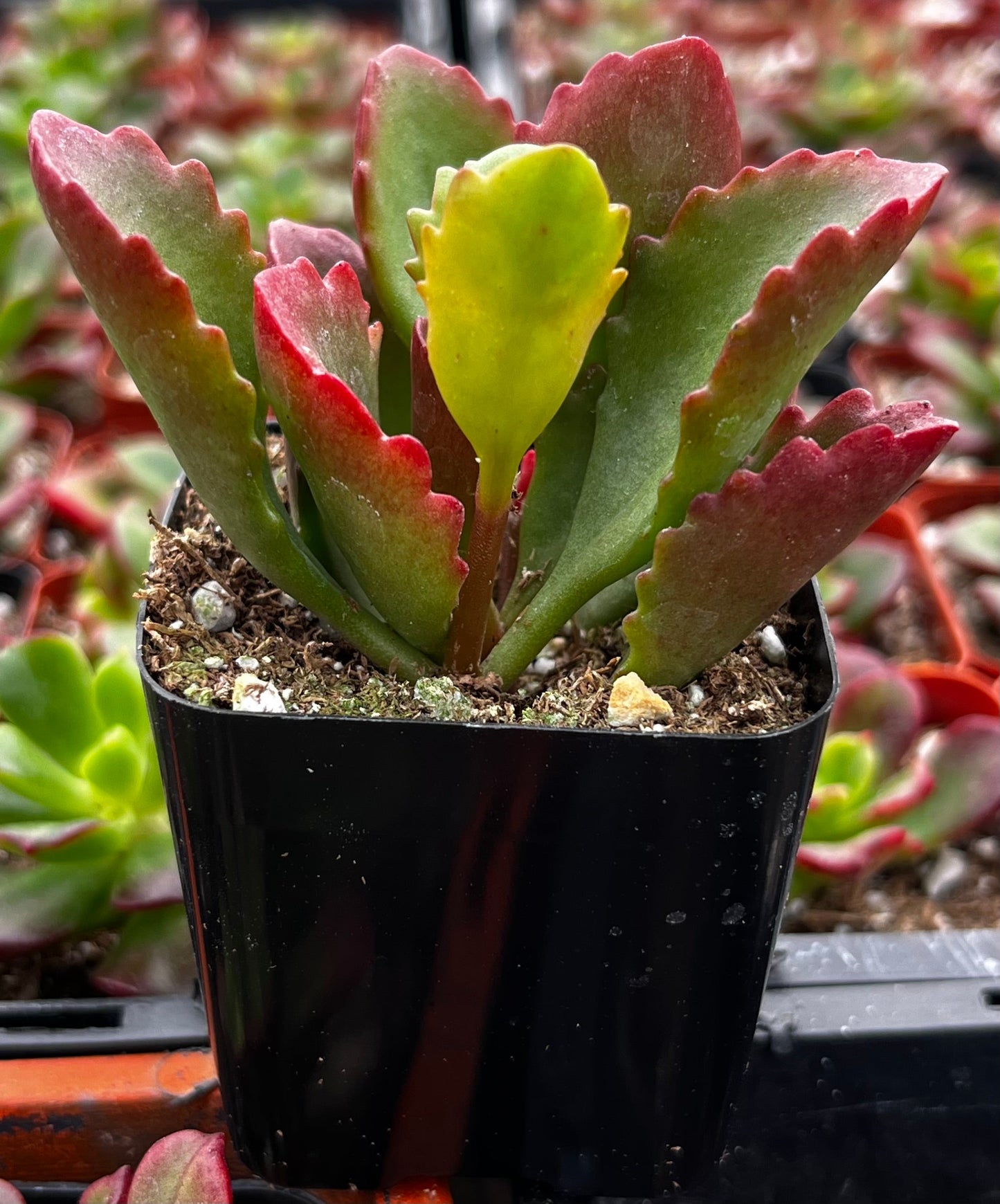 Kalanchoe Longiflora