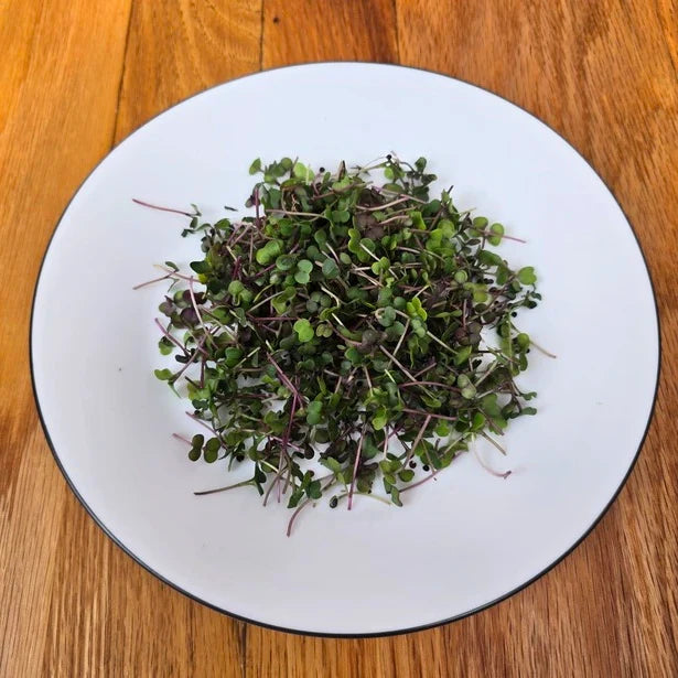 Kale Kalefetti Mix Microgreens Seeds