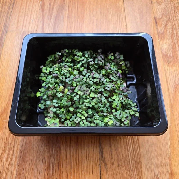Kale Kalefetti Mix Microgreens Seeds