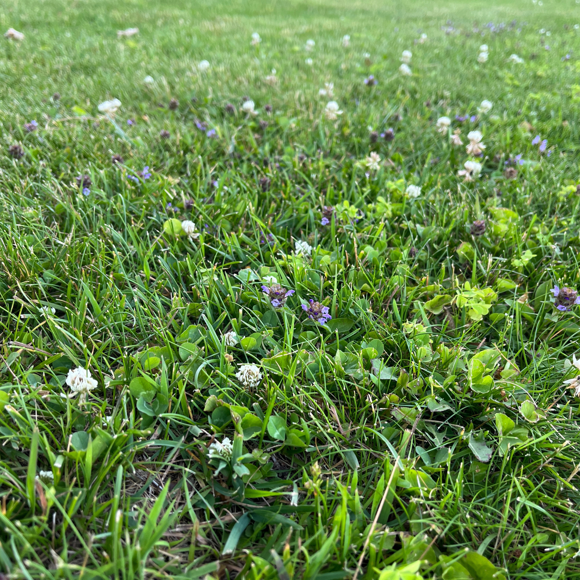Bee Lawn Flowering Pollinator Seed Kit After Photo, Dutch White Clover, Self-Heal, Creeping Thyme