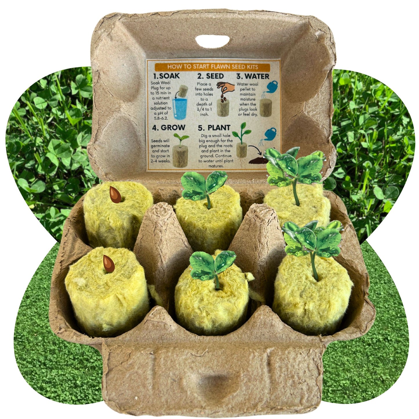 Micro Clover Egg Carton Seed Starting Kit