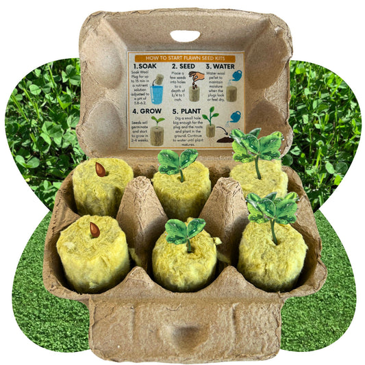 Micro Clover Egg Carton Seed Starting Kit