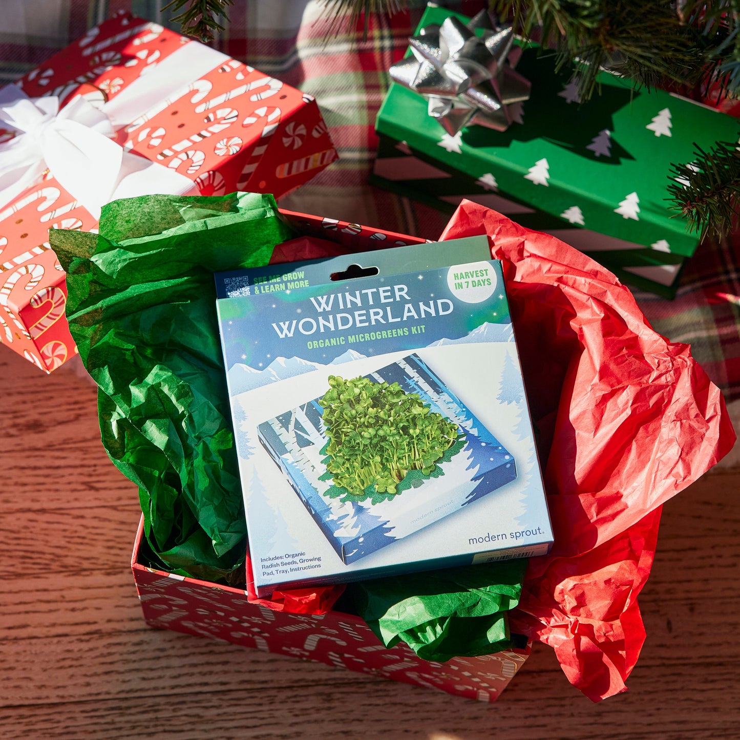 Winter Wonderland Microgreens Kit
