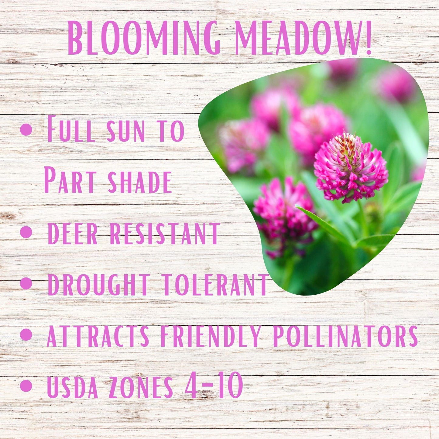 Medium Red Clover Seed