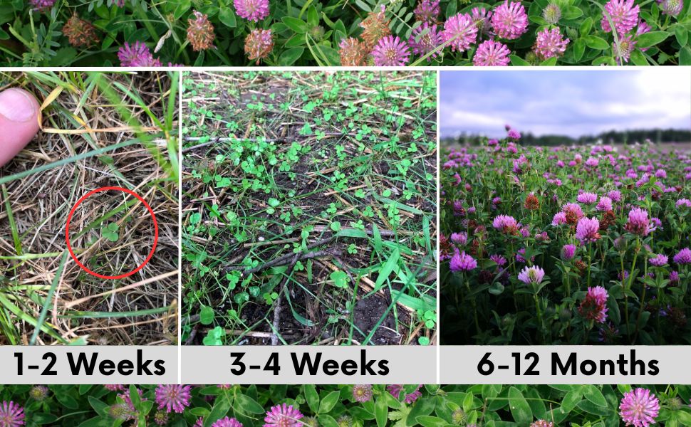 planting clover seed Flawn Seed Medium Red Clover Flowering Lawn Seed - Kid, Pet, Pollinator & Eco-Friendly Grass Alternative