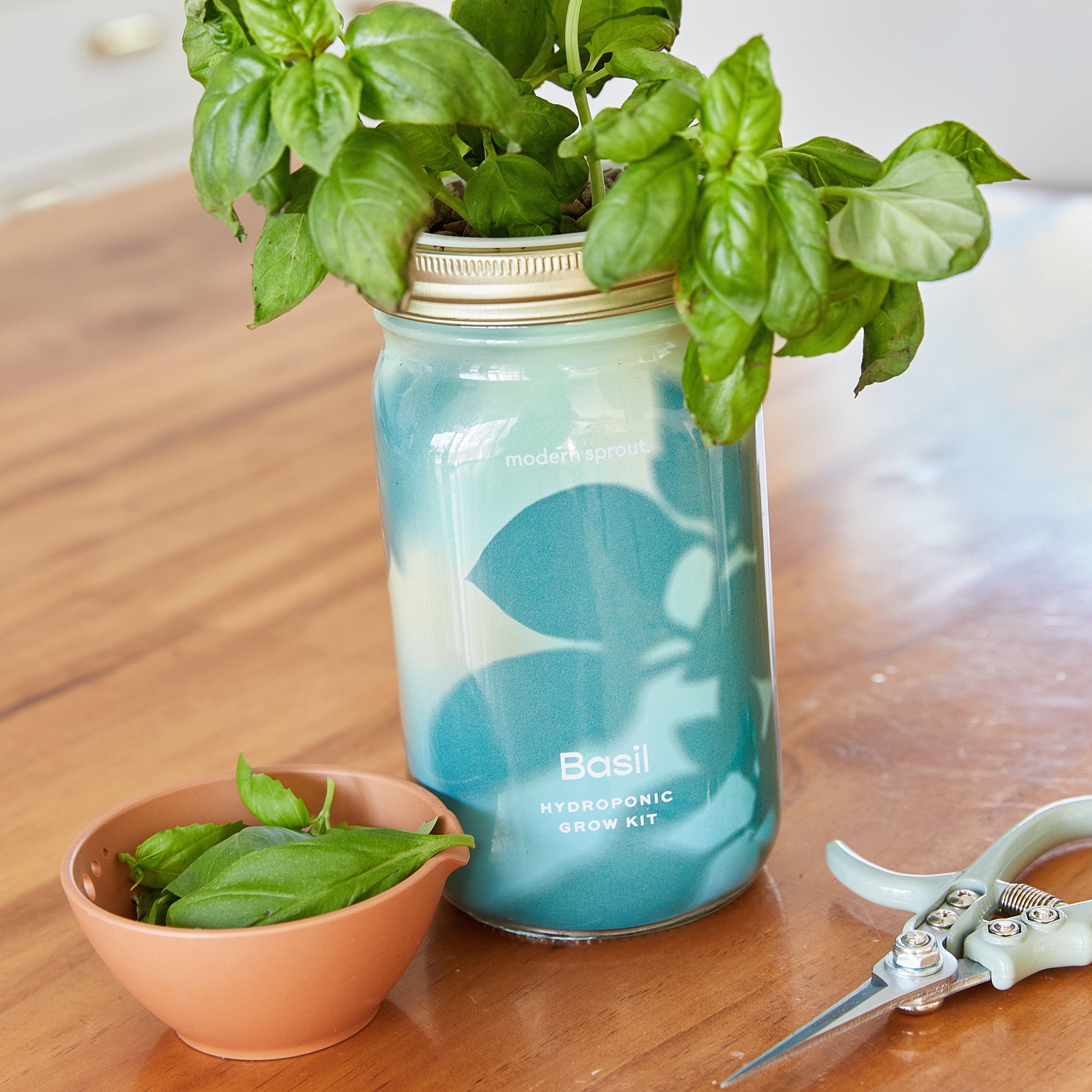 Garden Jars - Organic Herbs – Flawn Seed Kits