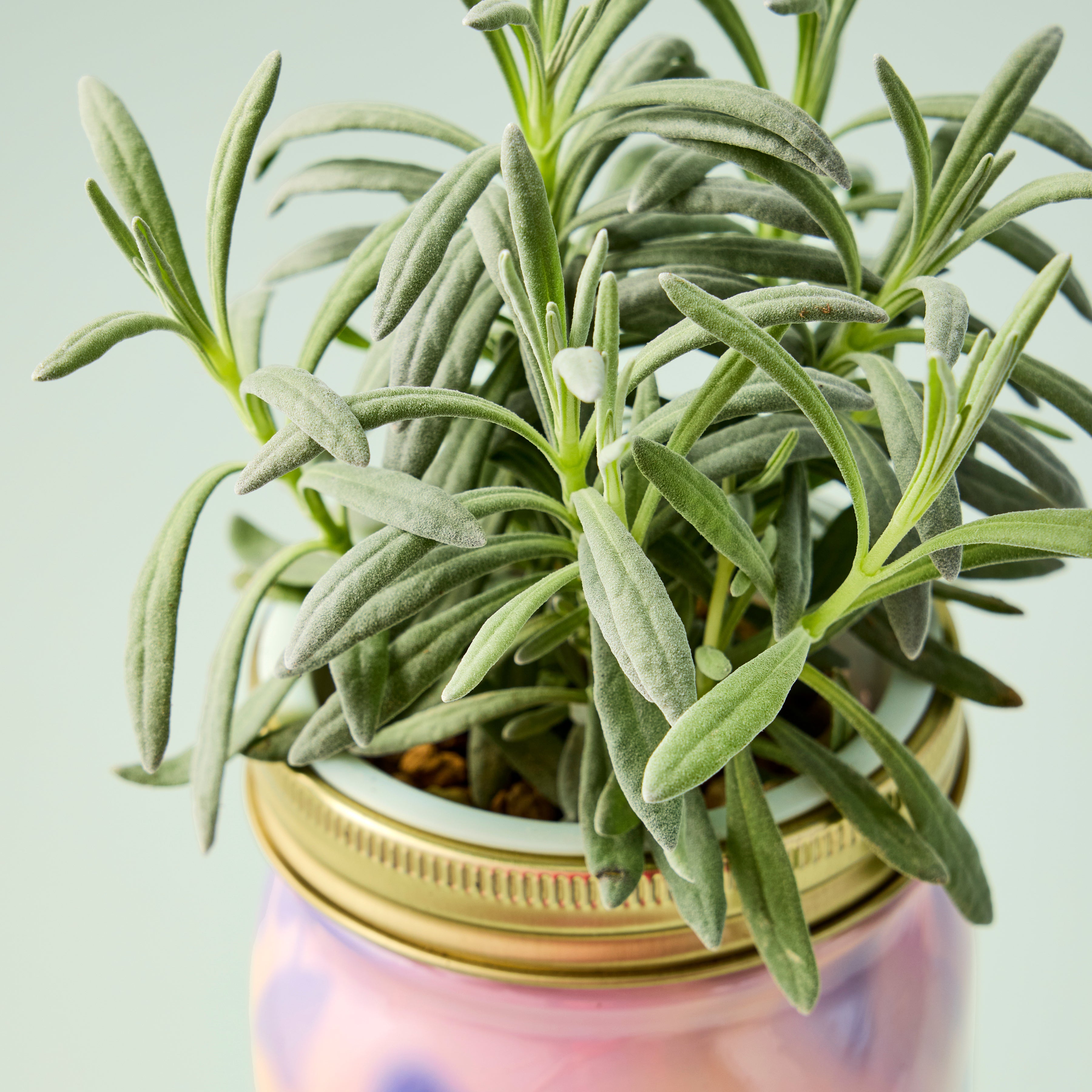 Garden Jars - Organic Herbs – Flawn Seed Kits