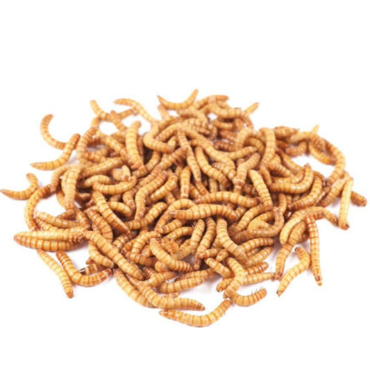 Premium Dried Mealworms