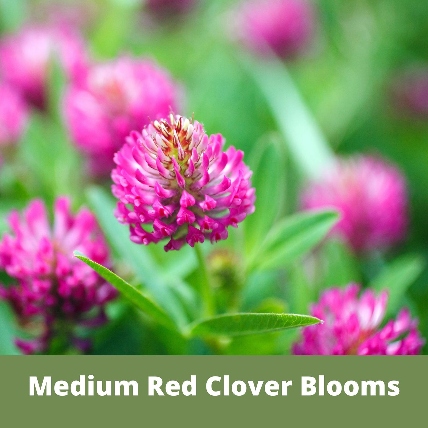 Medium Red Clover Seed Pouch