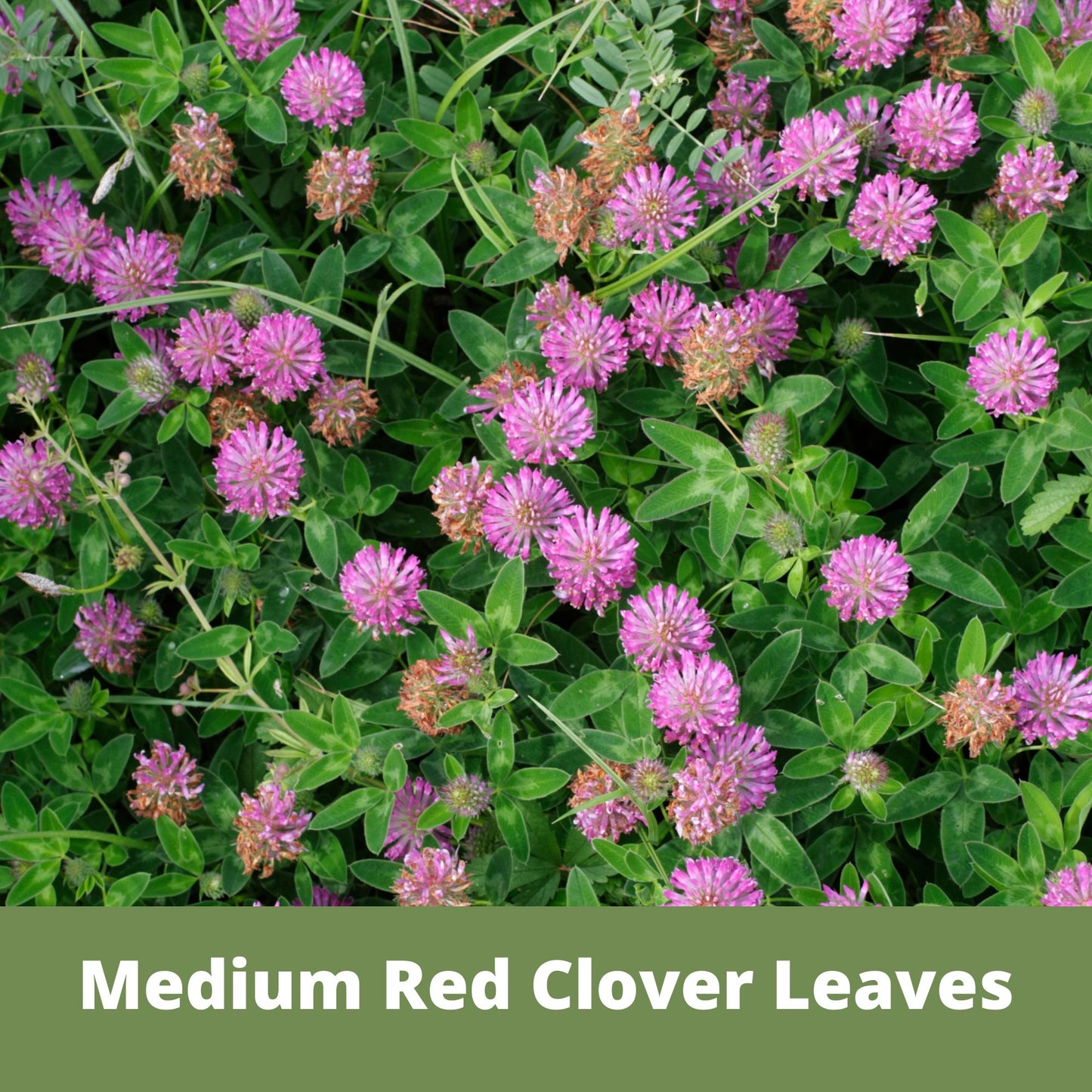 Medium Red Clover Seed Pouch